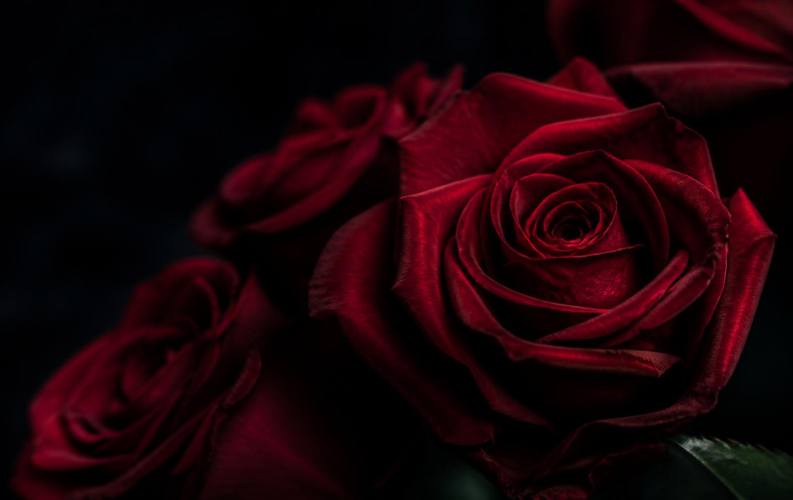 Deep burgundy roses
